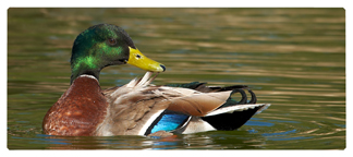DNSEMP-L-308 Duck Mallard